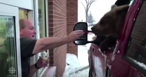 Canadian Zoo Faces Charges After Taking Bear out for Ice Cream at Dairy Queen. www.businessmanagement.news
